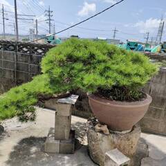 盆栽（ケラマ松）樹齢50年超