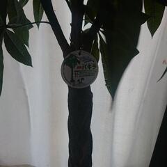 パキラ 150センチ位 人工観葉植物