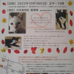 福島県の飯坂温泉街で猫ちゃんの譲渡会開催します♪