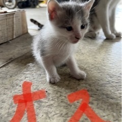 子猫2匹のみ　3匹は引き取り先有り − 岡山県