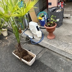 植木いろいら！もしよろしければ❗️