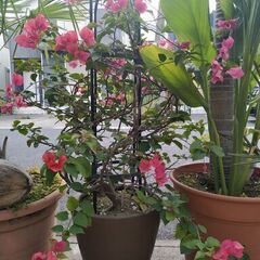 冬に強い品種！ピンク色  とても元気な沖縄ブーゲンビリアの枝　