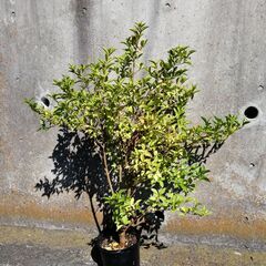 観葉植物、庭木(ニオイバンマツリ、大株、約120cm)