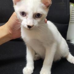 小さくて可愛い子猫2匹の里親募集(*´˘`*)♥ − 沖縄県