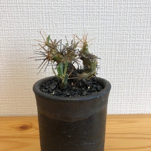 【観葉植物】オトンナユーフォルビオイデス