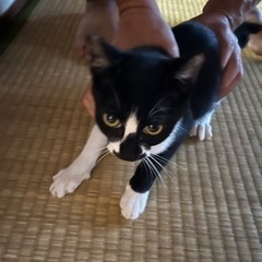 生後8ヶ月位の白黒ネコちゃん