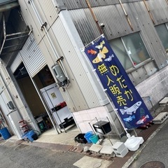 改良めだか 無人販売所 1匹200円〜 朱光菊 五式タイプ...