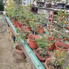 盆栽　ローヤ柿
