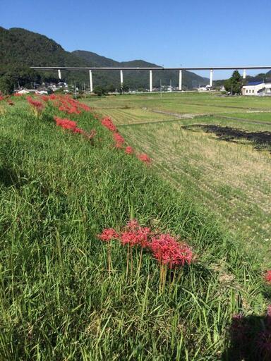 新米とれました！広島県産「あきさかり」30キロ！配達無料