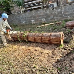 ヒバの木　を切り倒しました。　薪よう木材あげます