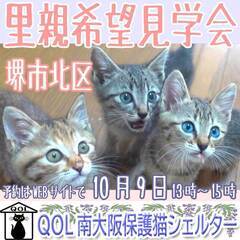 堺市北区「QOL南大阪保護猫シェルター」10月9日臨時里親希望見学会