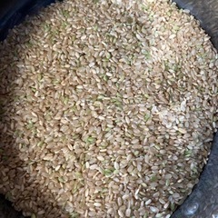令和5年産　玄米　中米　30kg