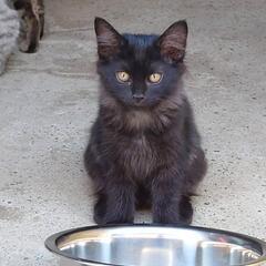 毛ふさになりそうな黒猫ちゃん　突然キャンセルされました！