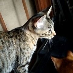 子猫3兄弟 里親募集！ − 京都府