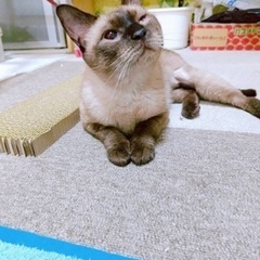 人が大好きな片目のシャム猫