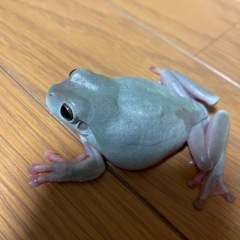 元気なイエアメガエル2匹 水槽等セット