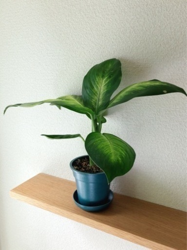 観葉植物　ディフェンバキア・カミーラ②　36cm　ブルーカラーの3.5号の鉢と受け皿付き