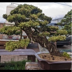 盆栽、松盆栽、赤蝦夷松盆栽、アカエゾ松盆栽、銘品盆栽、展覧会用盆栽