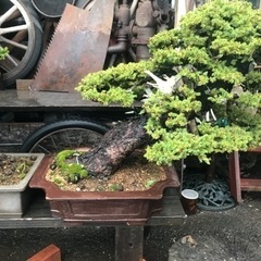 盆栽、松盆栽、赤蝦夷松盆栽、アカエゾ松盆栽、銘品盆栽、展覧会用盆栽