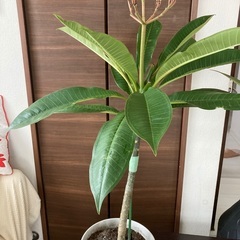 プルメリア　ピンクイエロー