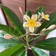 プルメリア　ピンクイエロー