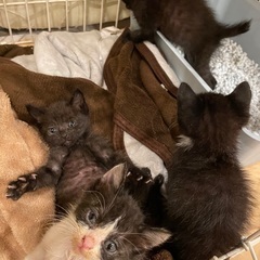 生後2週間位の仔猫4匹です。