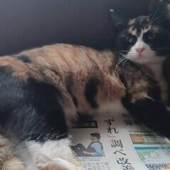 【里親様決まりました。】生後4ヶ月ほどの三毛猫♀︎里親募集