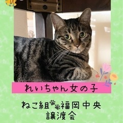 超美猫❣️ちょっと怖がりな女の子【譲渡会参加】