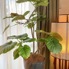 フィカス・ウンベラータ Ficus umbellata アートストーンの鉢付き　観葉植物