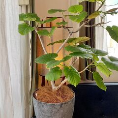 フィカス・ウンベラータ Ficus umbellata アートストーンの鉢付き 観葉植物