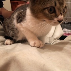 子猫キジトラ♀ 生後2.3ヶ月