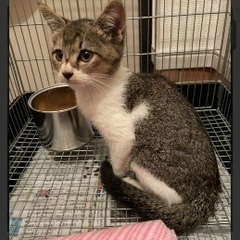 子猫キジトラ♀ 生後2.3ヶ月 - 猫