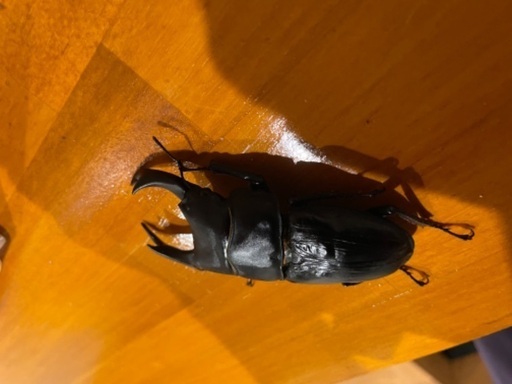 オオクワガタ ⑧
