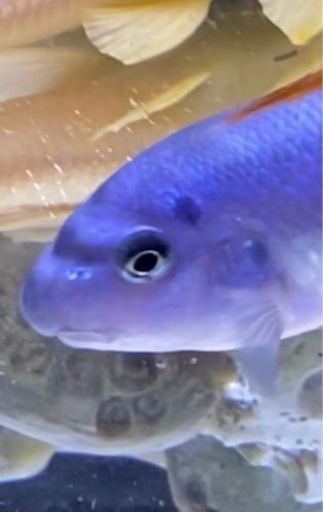 アフリカンシクリッド Labeotropheus trewavasae Red Top Thumbiドイツ産10㎝