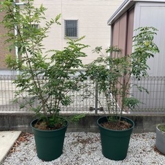 シマトネリコ　鉢植え　観葉植物　庭木