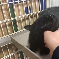 人懐っこい黒猫　ミルト♀ - 高松市