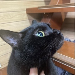 人懐っこい黒猫　ミルト♀