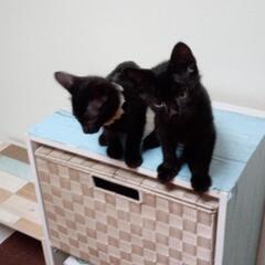 キキとララ姉弟2ヶ月です。黒ネコは賢い❣