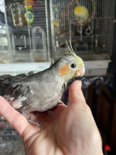 かわいいオカメインコ𓇢𓅮 セラケン 長岡のその他のペットの無料広告 無料掲載の掲示板 ジモティー
