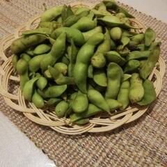 　朝どり丹波黒豆枝豆☆兵庫県産