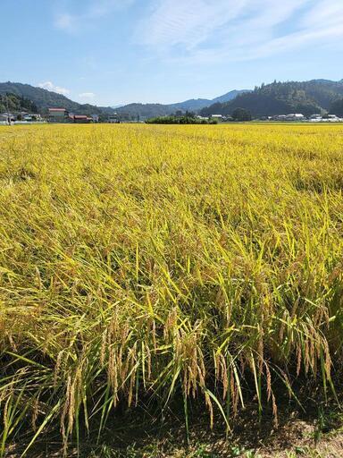 新米　ひとめぼれ　岩手県南一関産