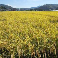 新米　ひとめぼれ　岩手県南一関産