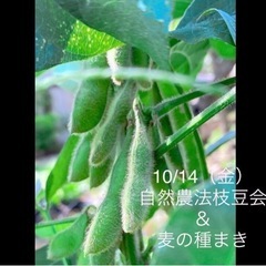 【10/14自然農法ワークショップ・枝豆試食会と麦の種まきetc】