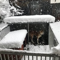 新潟市西蒲区。犬用の檻です。大型犬にピッタリ。