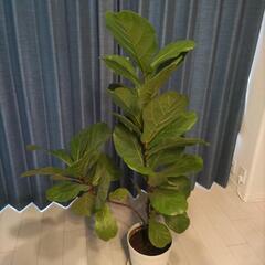カシワバゴムノキ 135cm 観葉植物
