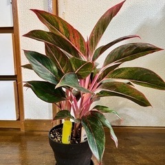 観葉植物3種セット　