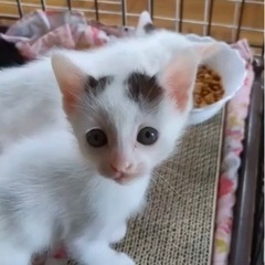 猫好きさん、里親さんになりませんか？ − 岡山県