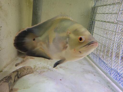 レッドベリーオスカー F1 30㎝