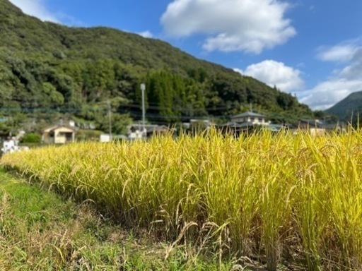 令和4年度 八代市東陽町産 ヒノヒカリ 棚田米 30kg