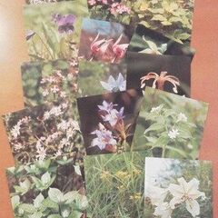 自然教育園　植物ポストカード15枚（昭和56年）